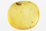 Fossil Fungus Gnat (Mycetophilidae) w/ Eggs In Baltic Amber - Rare! #310943-1